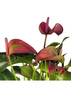 Anthurium Violet. 2
