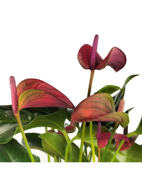 Anthurium Violet.
