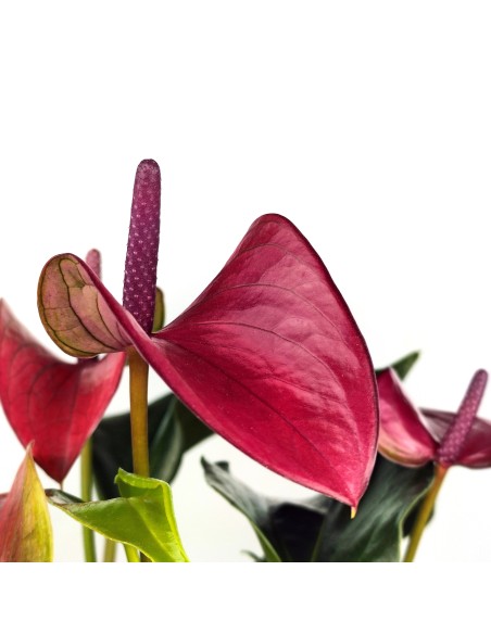 Anthurium Violet.