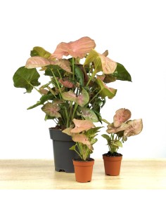 Syngonium Rosa