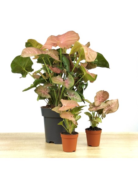 Syngonium rosa