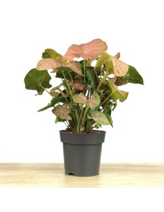 Syngonium Rose 2