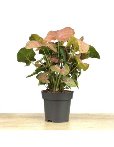Syngonium Rose