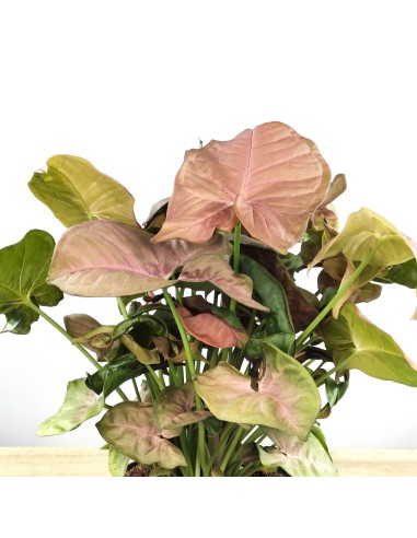 Syngonium rosa