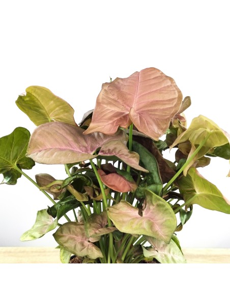 Syngonium rosa