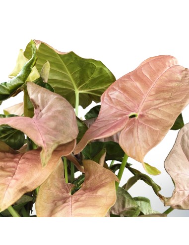 Syngonium rosa