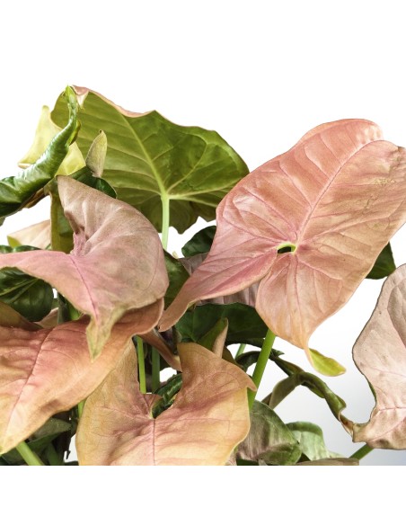 Syngonium rosa