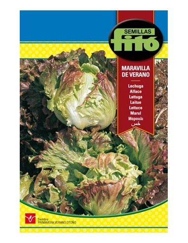 Semente de alface Maravilha de Verão em Germigarden
