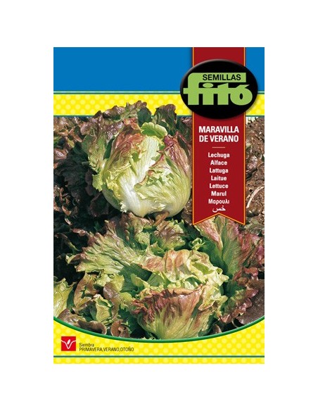Semilla de lechuga maravilla verano