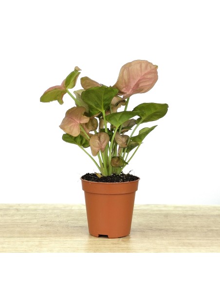 Syngonium Rose
