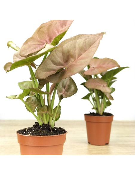 Syngonium rosa