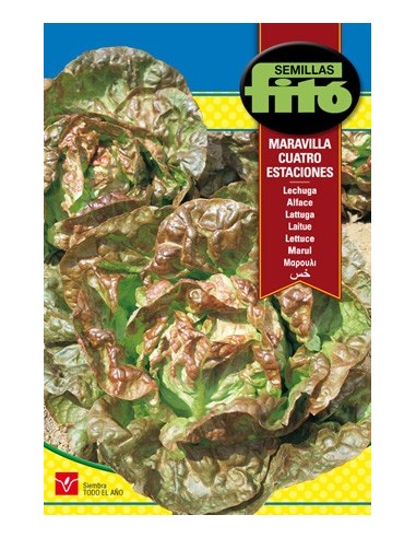 Semilla de lechuga maravilla muy tierna