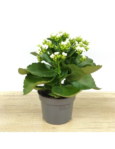 Kalanchoe