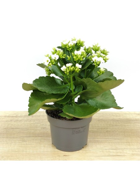 Kalanchoe