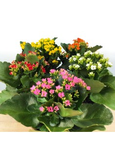 Kalanchoe 2
