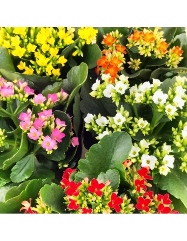 Kalanchoe