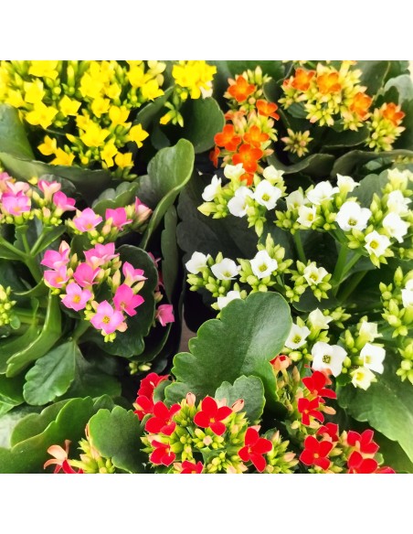 Kalanchoe