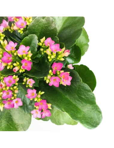 Kalanchoe