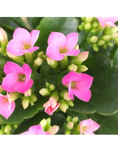 Kalanchoe