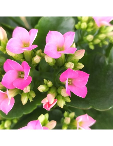 Kalanchoe