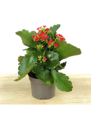 Kalanchoe