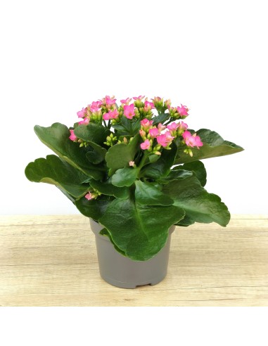 Kalanchoe