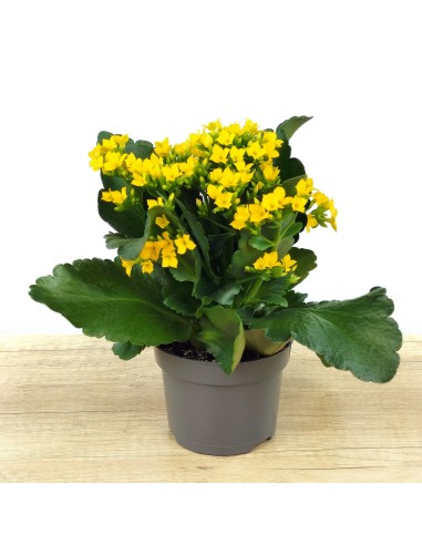 Kalanchoe