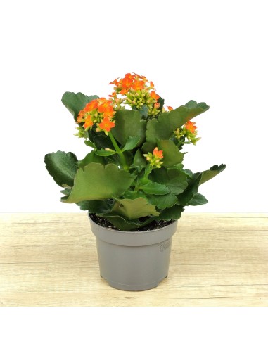 Kalanchoe