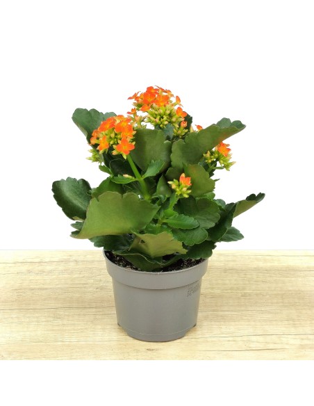 Kalanchoe