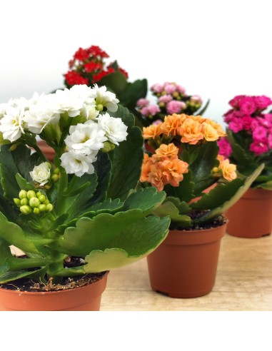 Kalanchoe