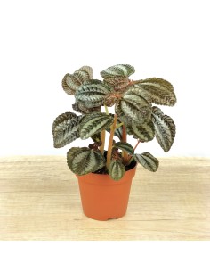Pilea Norfolk (maceta 8 cm Ø)