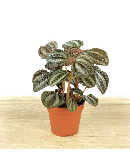 Pilea Norfolk (test 8 cm Ø)