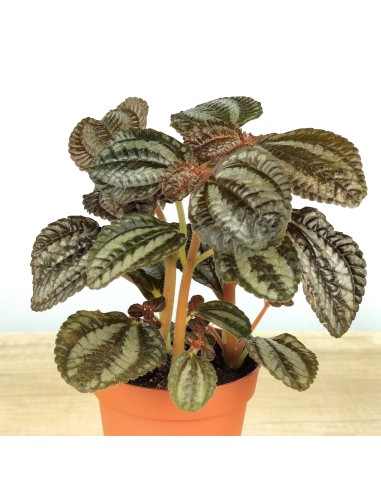 Pilea Norfolk (test 8 cm Ø)