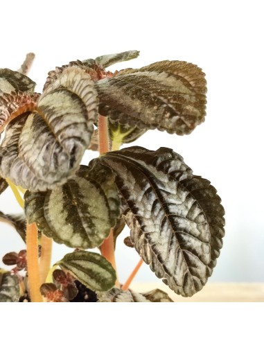 Pilea Norfolk (test 8 cm Ø)