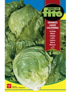 Semilla de lechuga iceberg