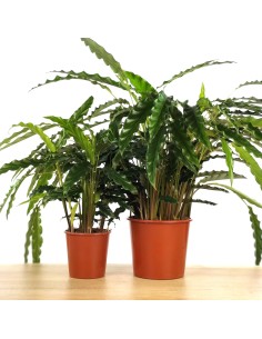 Calathea Rufibarba 'blue grass'