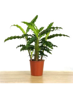 Calathea Rufibarba 'herbe bleue'. 2