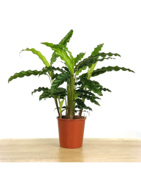 Calathea Rufibarba "blue grass"