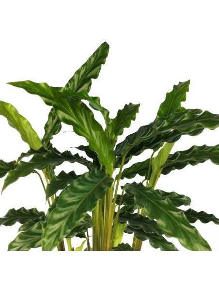 Calatea Rufibarba 'blue grass'