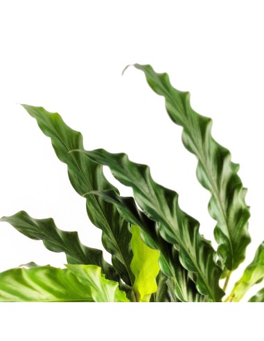Calathea Rufibarba "blue grass"