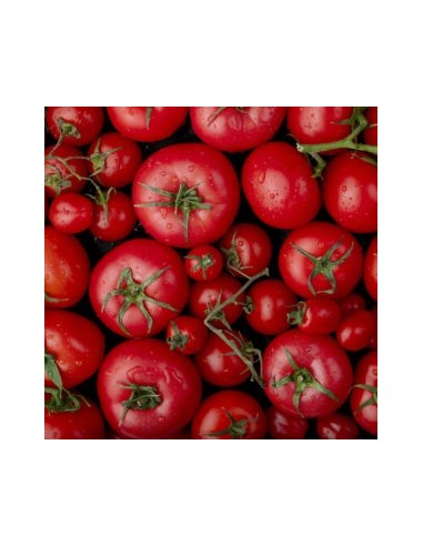 Graines de tomate Haritza (tradicionnel basque)