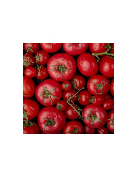 Semente de tomate Haritza (tradicional basco)