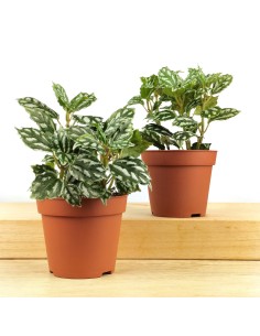 Pilea Cadierei (pot 8 cm Ø). 2