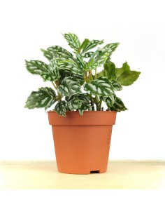 Pilea Cadierei (maceta 8 cm Ø)