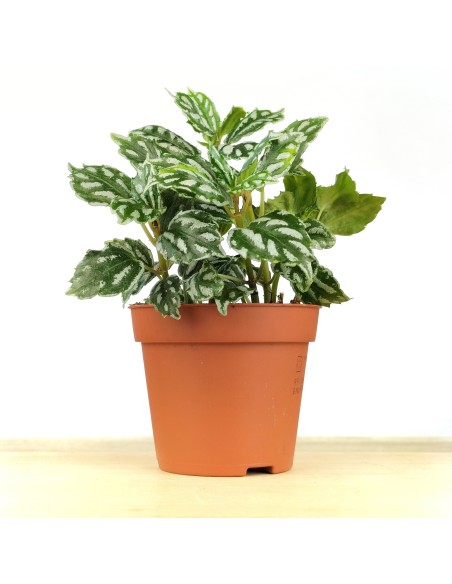 Pilea cadierei (test 8 cm Ø)