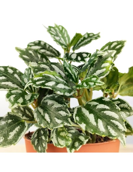 Pilea cadierei (test 8 cm Ø)