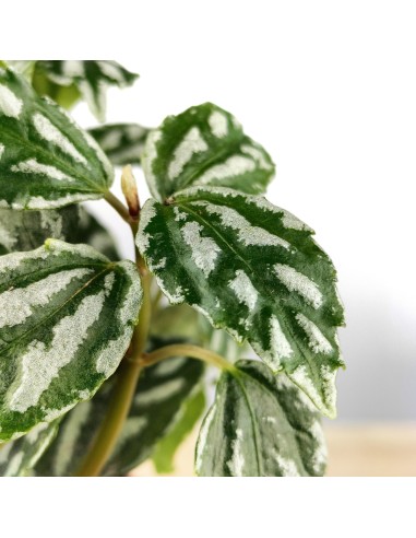 Pilea cadierei (test 8 cm Ø)