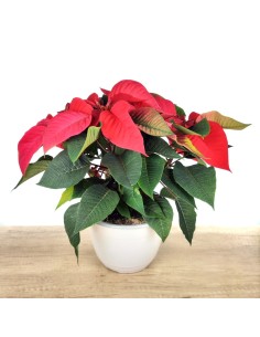 Ponsetia (pot 22 cm Ø)