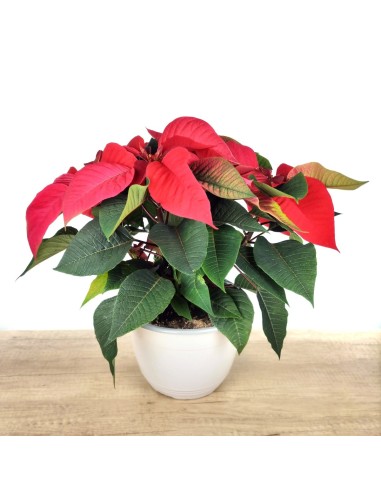 Ponsetia (pot 22 cm Ø)