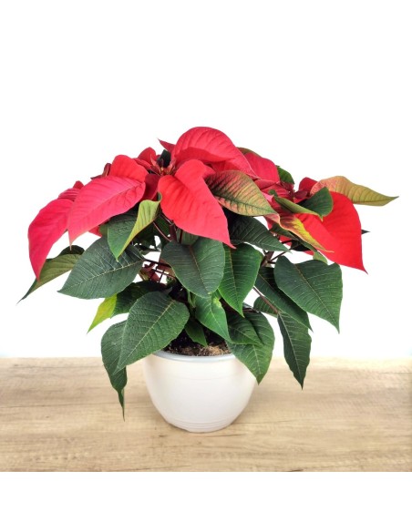 Ponsetia (pot 22 cm Ø)